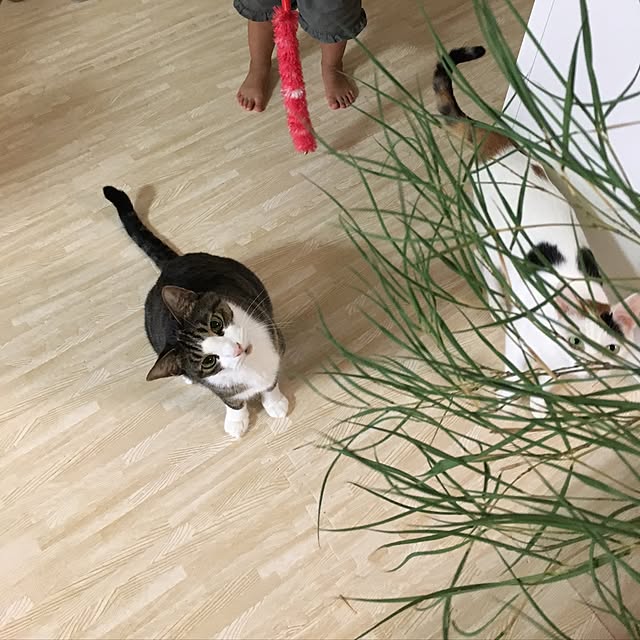 ichi.さんの実例写真