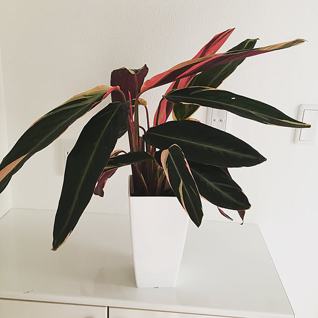玄関/入り口/観葉植物のインテリア実例 - 2018-11-09 19:18:35