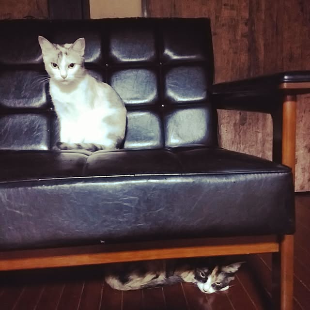 catLoverさんの実例写真