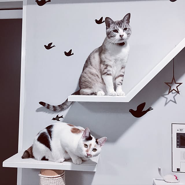 biblicatさんの実例写真