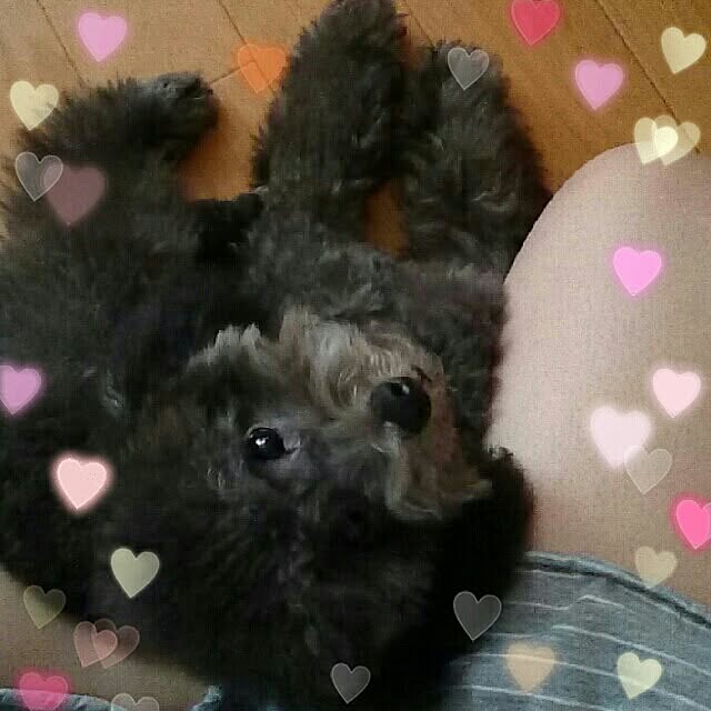 miyaviさんの実例写真