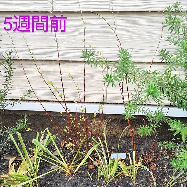 Maroさんの部屋