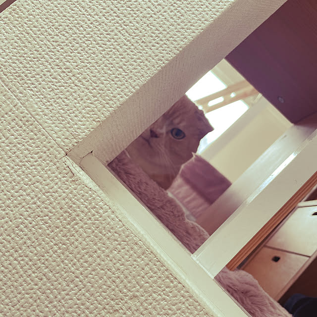 lippieさんの実例写真