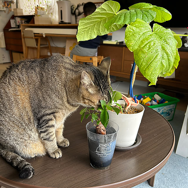 mikomaruさんの実例写真