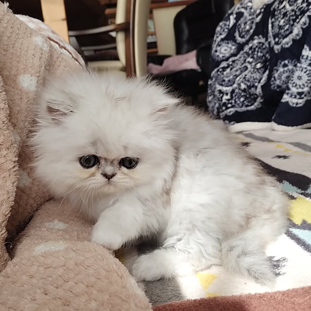 makaronさんの部屋