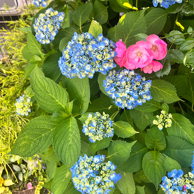 hinamamaさんの部屋
