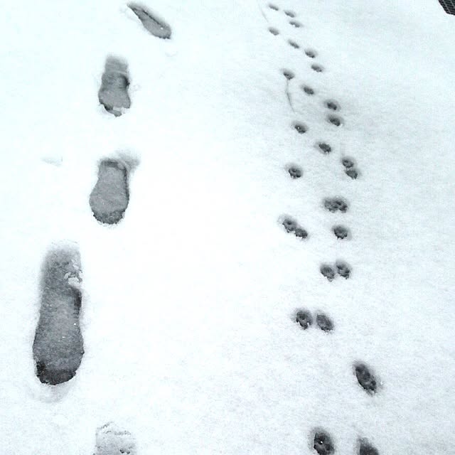 mojyaさんの実例写真