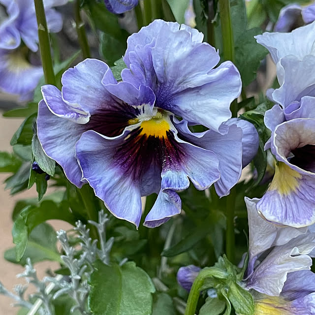 shiropenguinさんの部屋