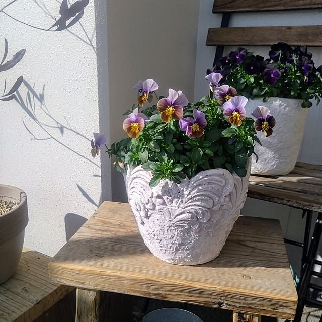 Petit_Pommierさんの部屋