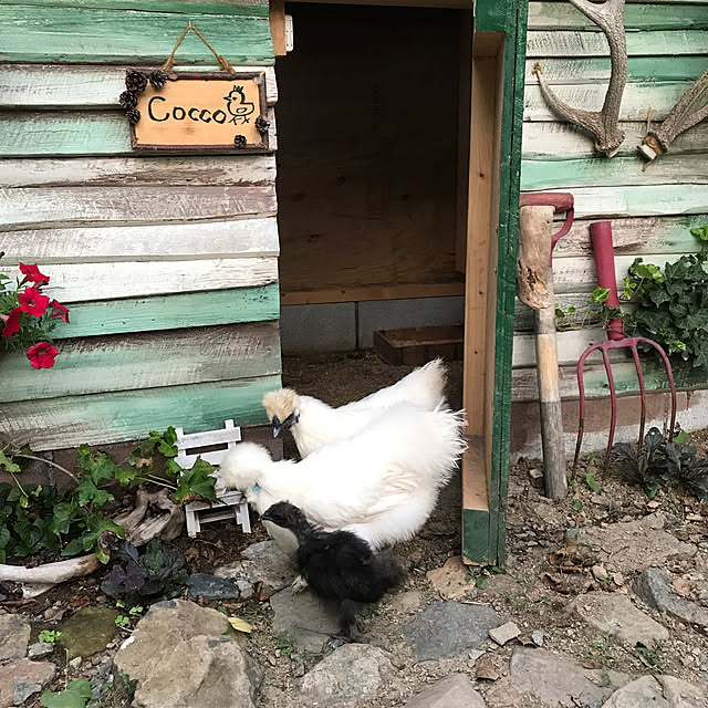 pepeさんの実例写真