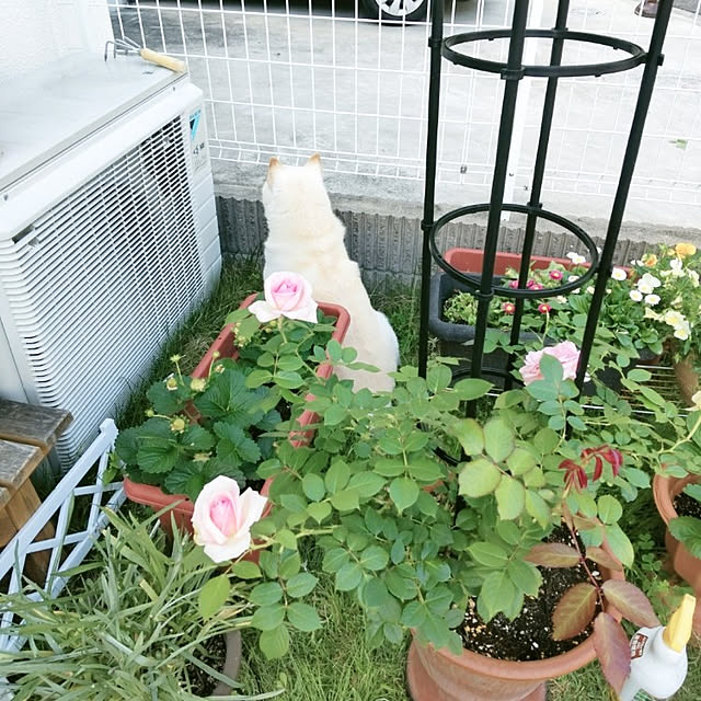 yukinkoさんの実例写真