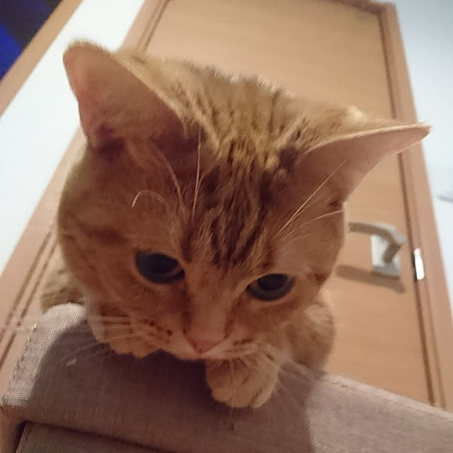shinobuさんの実例写真
