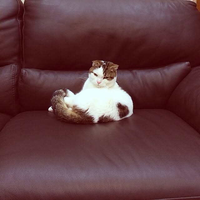 paletoneさんの実例写真