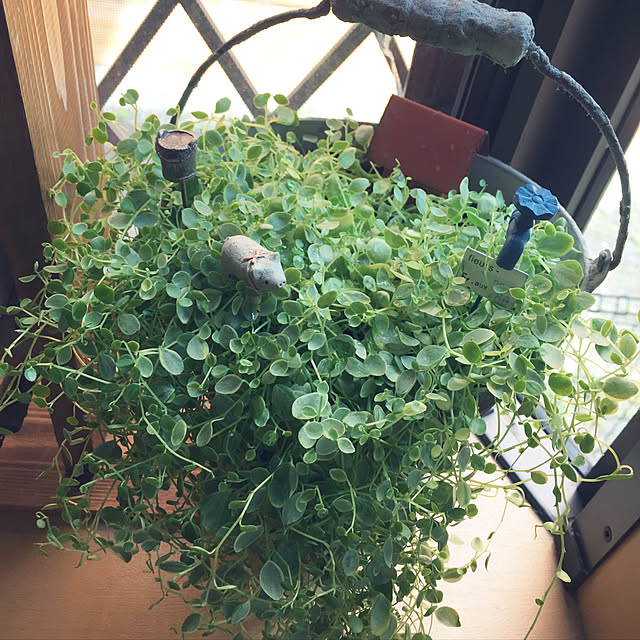 部屋全体/植物/観葉植物/セリアのインテリア実例 - 2017-10-17 23:16:05