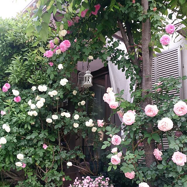 petit-a-petitさんの実例写真