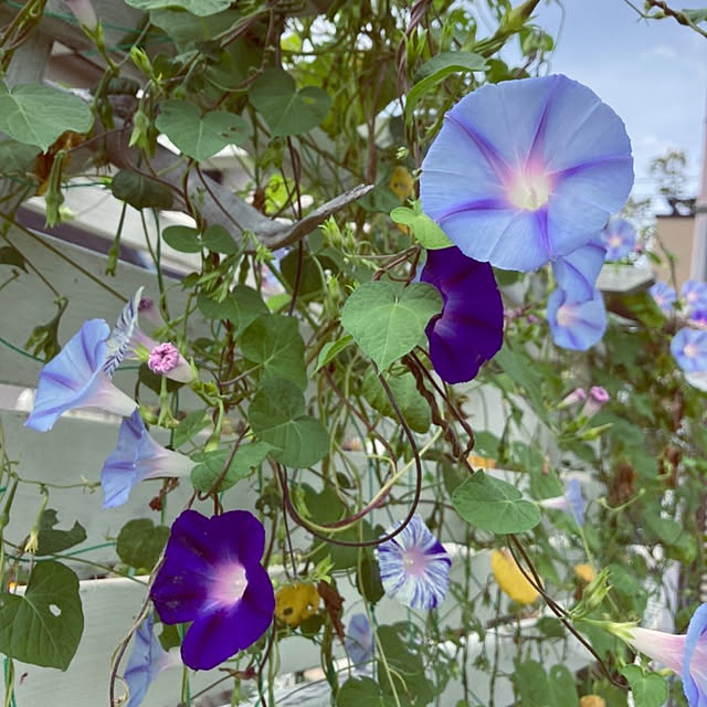 min_nimさんの実例写真