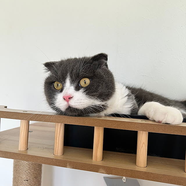matcha-catさんの部屋