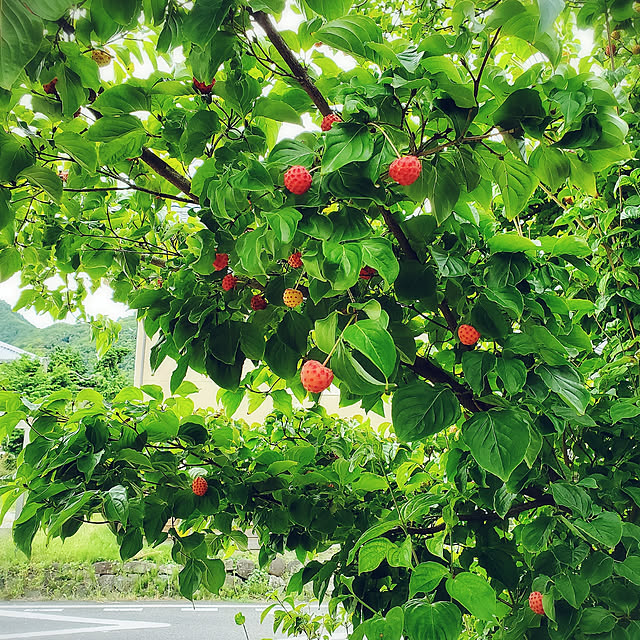 cherrycherryさんの実例写真