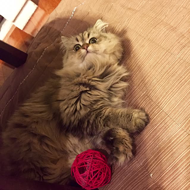 butachanさんの実例写真