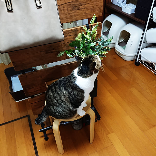 nachiさんの実例写真