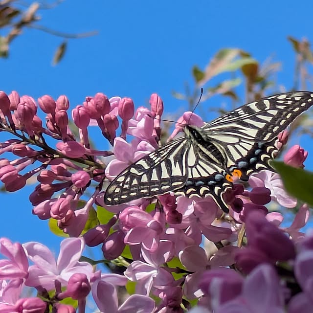suzuさんの実例写真