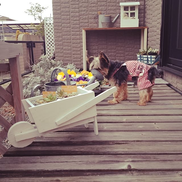 mayuoさんの実例写真