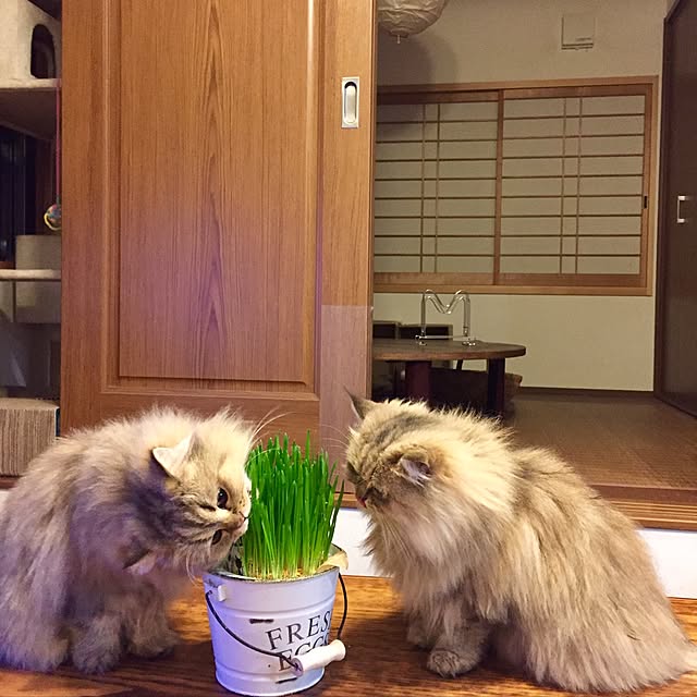 butachanさんの実例写真