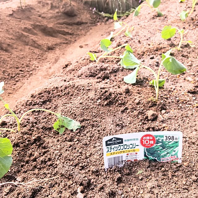 裏庭で野菜作り/スティックブロッコリー/植えました/玄関/入り口のインテリア実例 - 2024-09-16 13:11:25