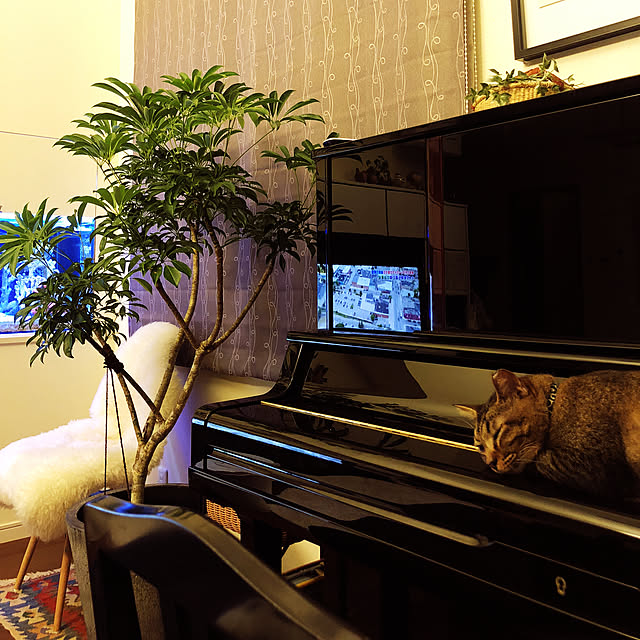 akkorosukeさんの実例写真