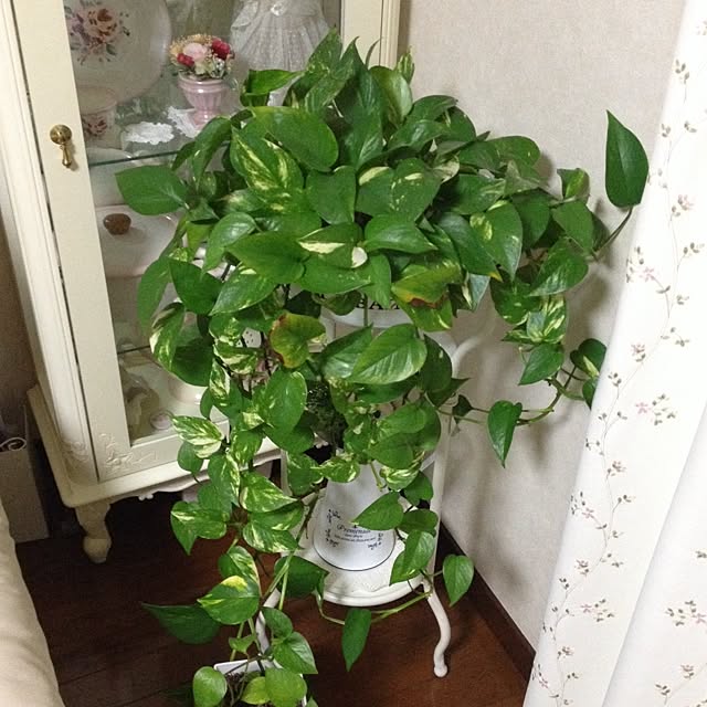 Blueroseさんの実例写真