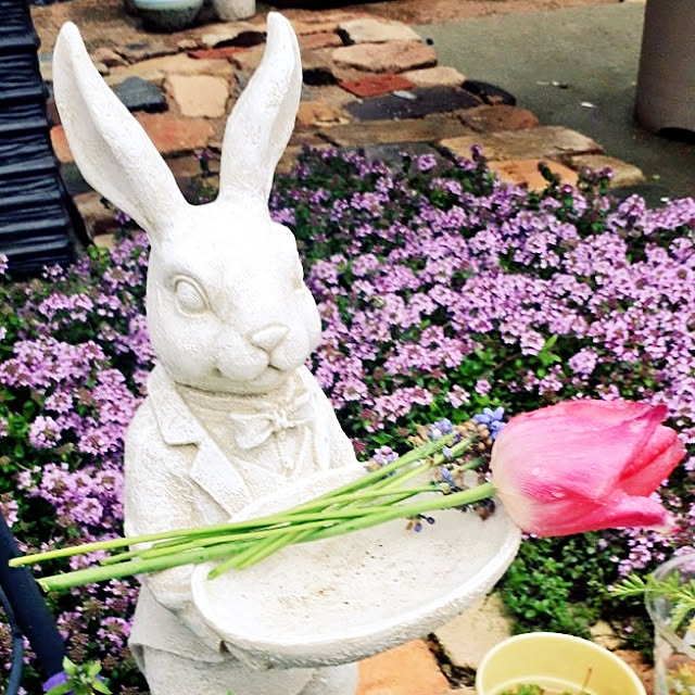 部屋全体/動物が好き♡/お庭のお花♡/駐車場からお庭へ‥…/お花のある生活❁...などのインテリア実例 - 2020-04-26 22:35:16