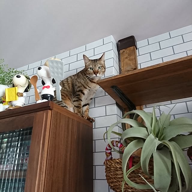 poniさんの実例写真