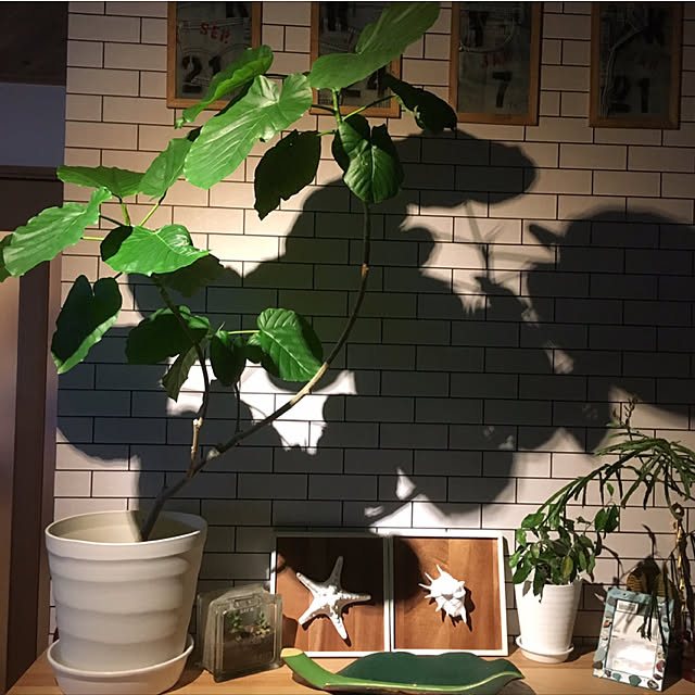 risaさんの実例写真