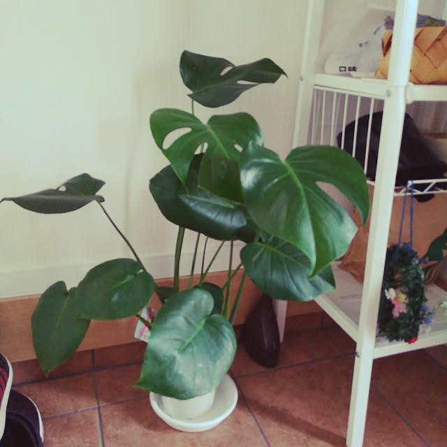 tairanranの-観葉植物 モンステラ7号陶器鉢ロング|高さ約80cm【人気 おすすめ 大型 法人 贈り物 開店祝い 開業祝い 新築祝い 引越し祝い インテリア シンプル モダン 高級 おしゃれな植木鉢 送料無料 オフィス 店舗 事務所 】の家具・インテリア写真