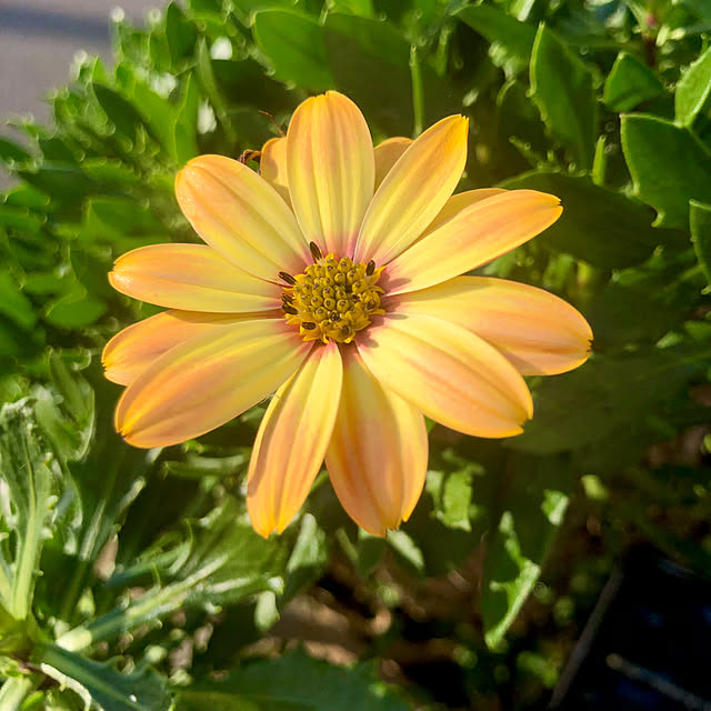 tomoさんの実例写真