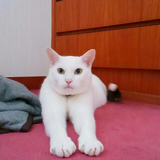 hiさんの実例写真