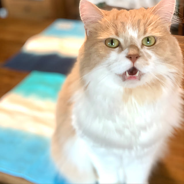 maruさんの実例写真