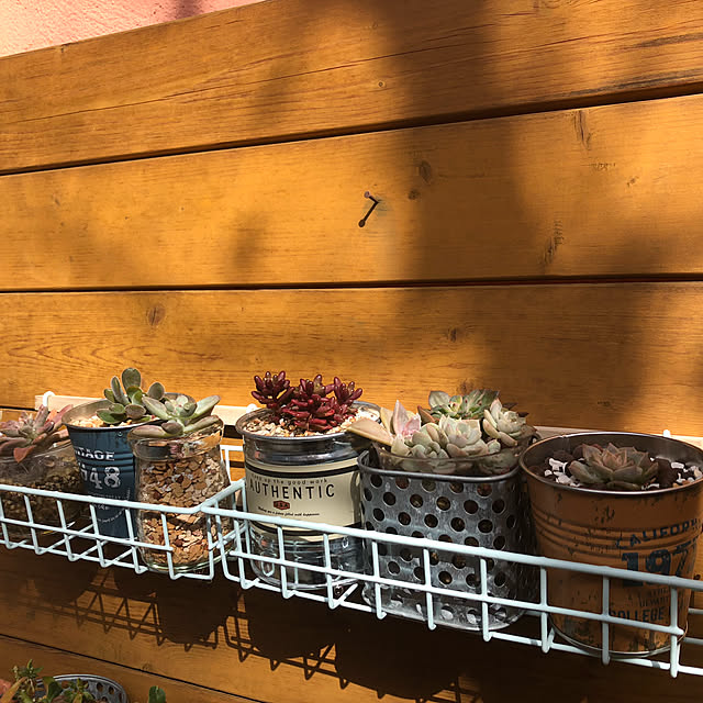 DIY/多肉植物/ガーデニング/100均/玄関/入り口のインテリア実例 - 2022-02-06 19:59:31