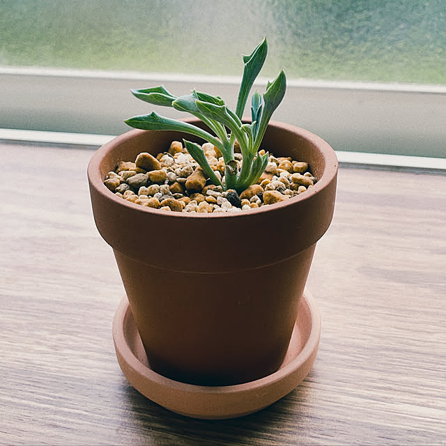 多肉初心者/多肉植物のある暮らし/多肉植物/マサイの矢尻/ボタニカルインテリア...などのインテリア実例 - 2022-05-12 12:49:22