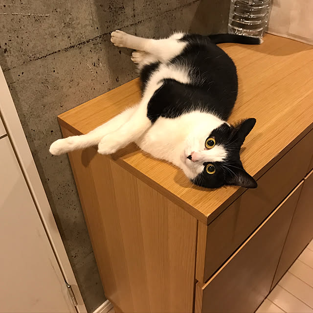 ziziguguさんの実例写真
