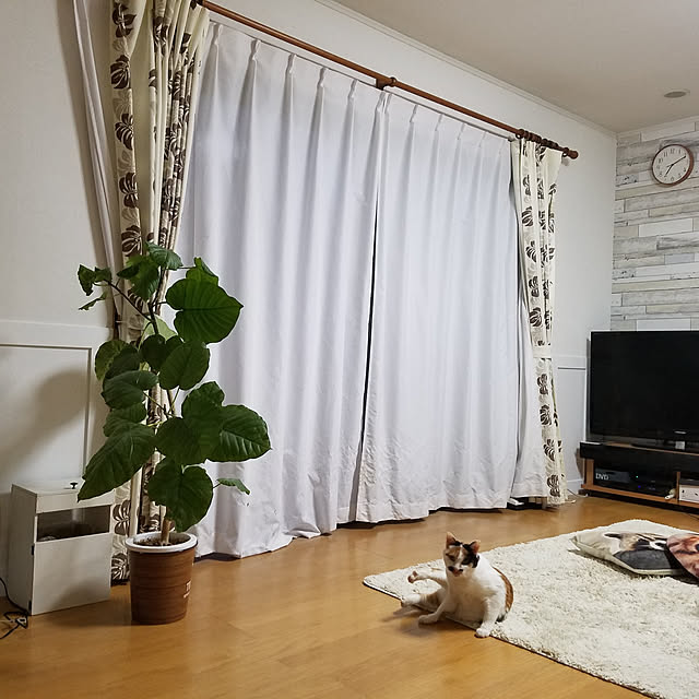 実例写真