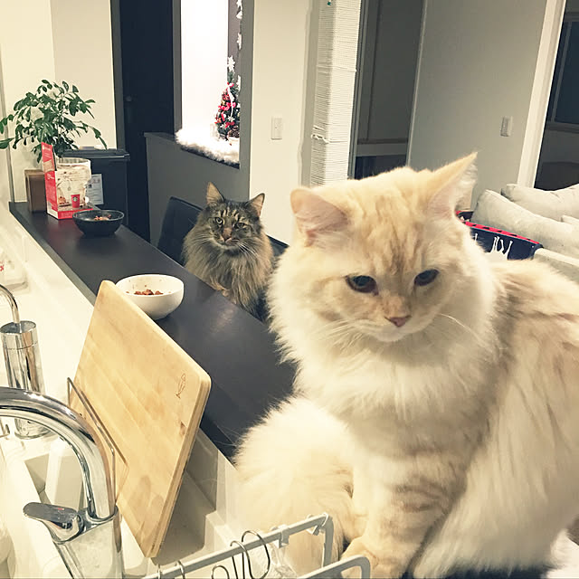 takiさんの実例写真