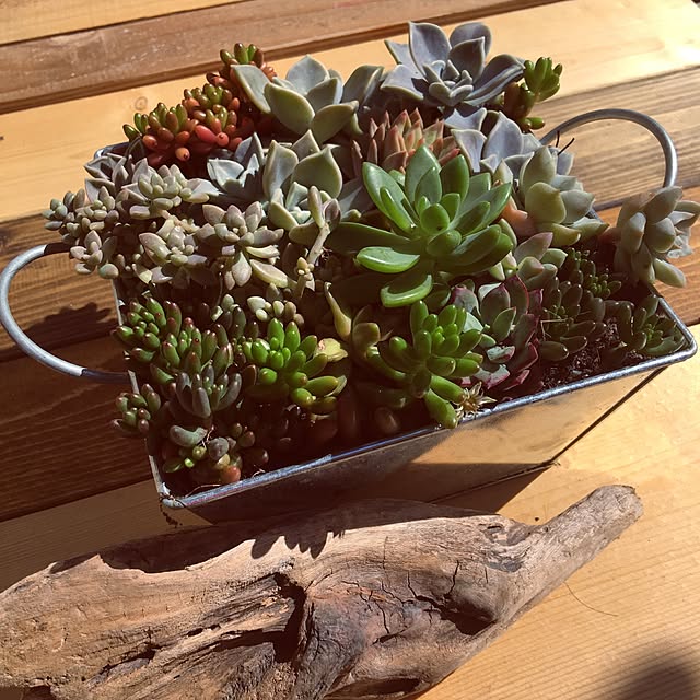 机/DIY/寄せ植え大好き♡/多肉植物/寄せ植え...などのインテリア実例 - 2016-05-18 09:36:10