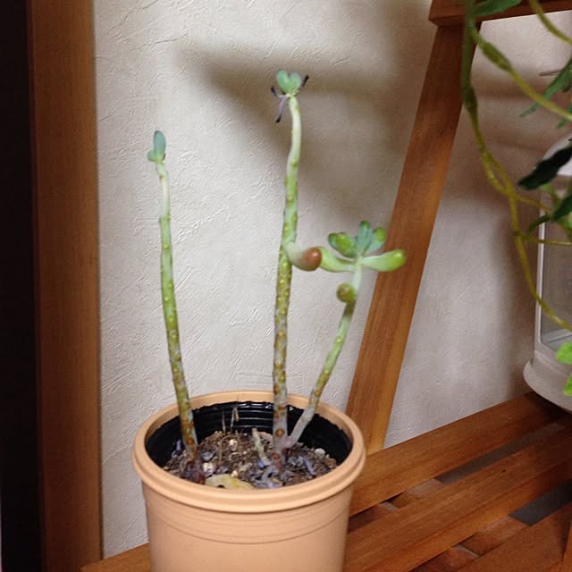 ayaさんの実例写真