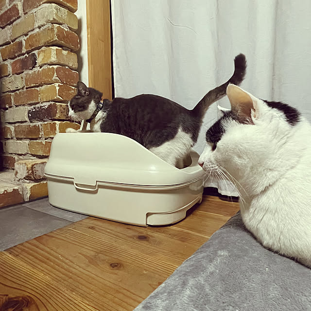 nekosamaさんの部屋