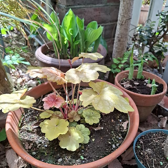 midoriさんの部屋