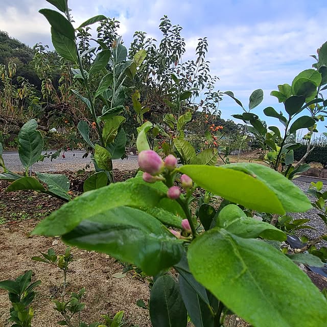 Rubiconさんの部屋