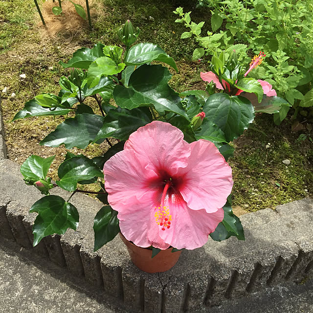 kakoさんの実例写真