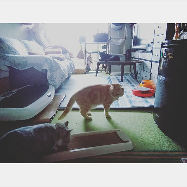 mntcさんの実例写真