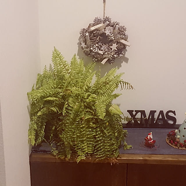 棚/クリスマス/観葉植物/ビーチスタイルのインテリア実例 - 2018-11-03 22:11:52